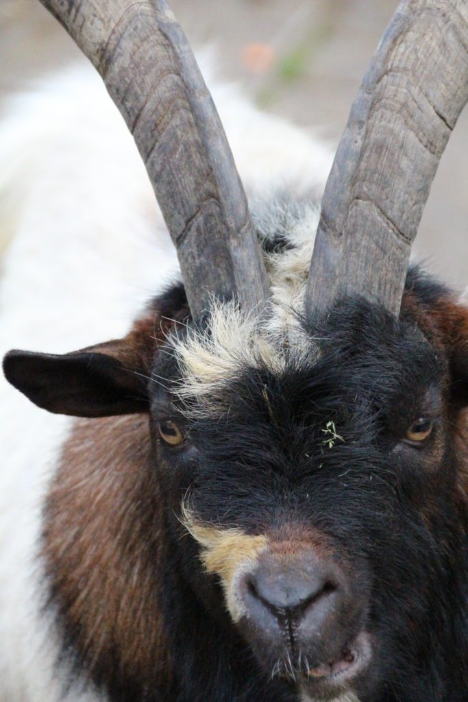 Nicht alle Ziegen haben Hörner - Tierpark Petermoor